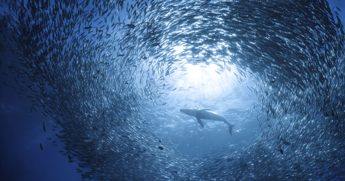 Balena circondata da un grande banco circolare di pesci nelle acque dell’alto mare, simbolo della biodiversità marina protetta dal Trattato sull’alto mare. Il mare che non appartiene a nessuno può diventare un bene giuridico globale? Cosa cambia con il Trattato sull’alto mare